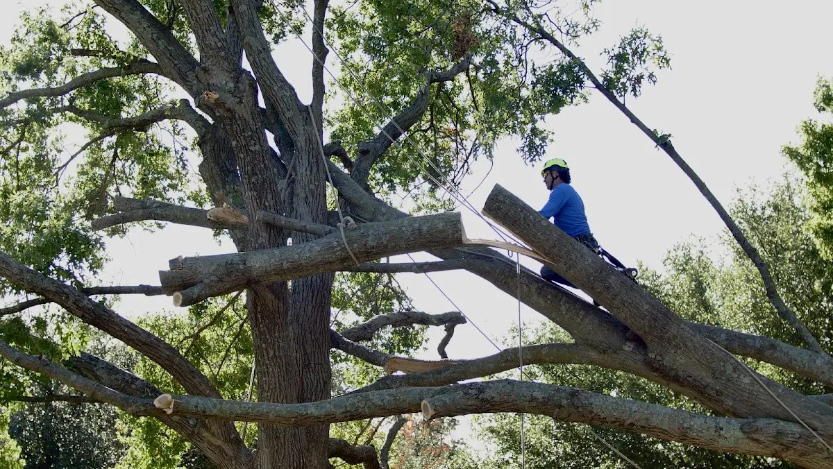 Professional Crown Thinning performed by certified arborists in Southfields